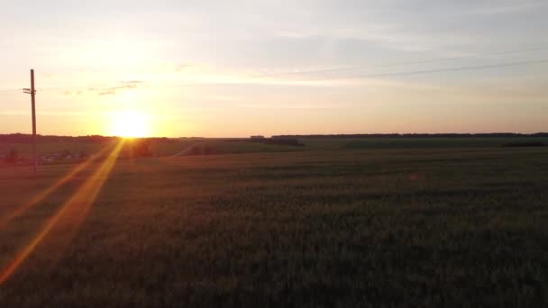 Voler Quadcoptère Bas Dessus Champ Dans Direction Coucher Soleil Sur — Video