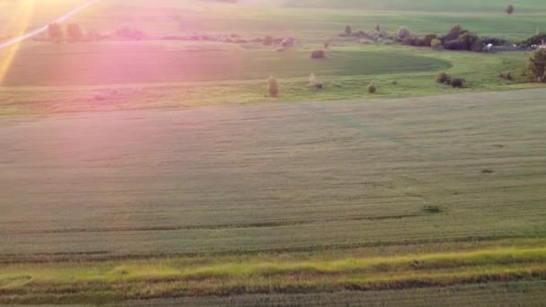 Ein Quadrocopter Fliegt Über Ein Feld Mit Grünem Weizen Biegt — Stockvideo