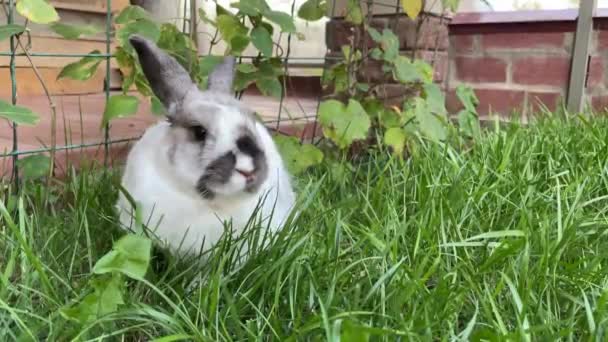 灰色の耳をした白いふわふわの国産ウサギが家の近くの緑の芝生の上に座っています イースター用のイースターバニー — ストック動画