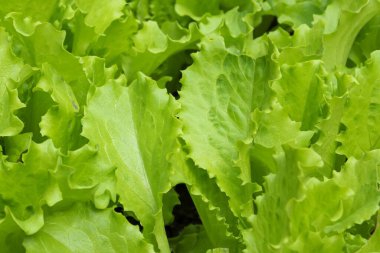 Bahçe yatağında yetişen taze yeşil bitki.