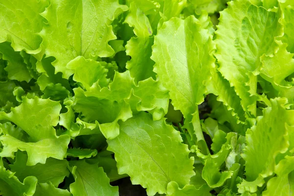 Verse Groene Plant Gekweekt Tuin Bed — Stockfoto