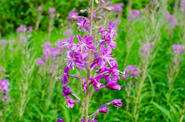 beautiful flowers in a green field on a warm summer day