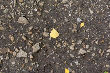 Asfalt yol yüzeyinde sarı yaprak
