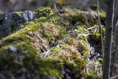 Güneşli bir günde devrilmiş bir ağaçta yeşil yosun
