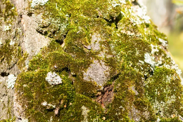 Hodně Zeleného Lesního Mechu Kmeni Staré Břízy — Stock fotografie