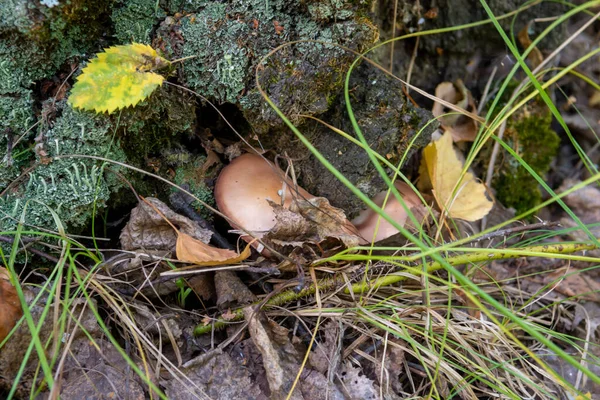 Närbild Svamp Växer Träd Stubbe — Stockfoto