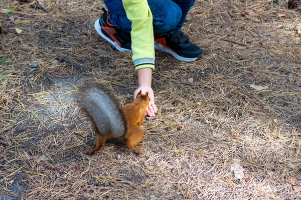 Child Feeds Curious Squirrel Autumn Park — Stock Photo, Image