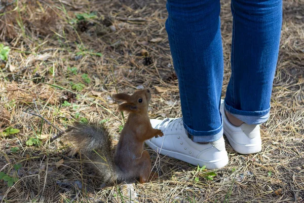 Child Feeds Curious Squirrel Autumn Park — Stock Photo, Image