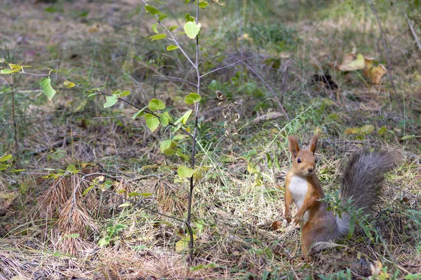 Sonbahar Ormanında Meraklı Küçük Sincap — Stok fotoğraf