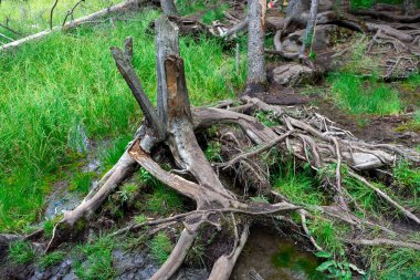 Ormandaki eski bir ağaç kütüğünün hasarlı kalıntısı.