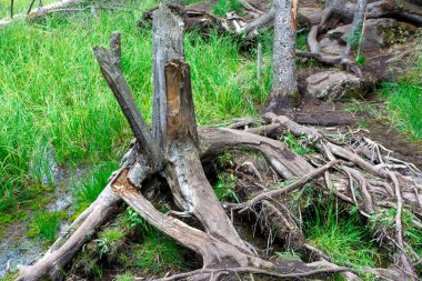 Ormandaki eski bir ağaç kütüğünün hasarlı kalıntısı.