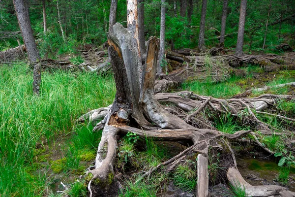 毁坏了森林中一株老树桩的残余物 — 图库照片