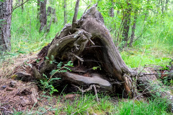 Damaged Remnant Old Tree Stump Forest — Stock Photo, Image