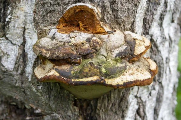 Bir huş ağacının gövdesinde yetişen chaga mantarı.