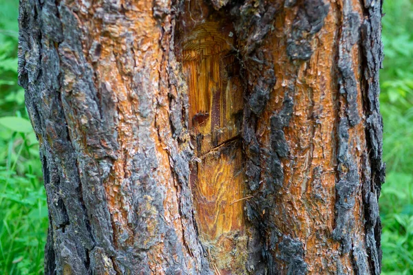 Perennial Pine Trunk Forest Background — Stock fotografie