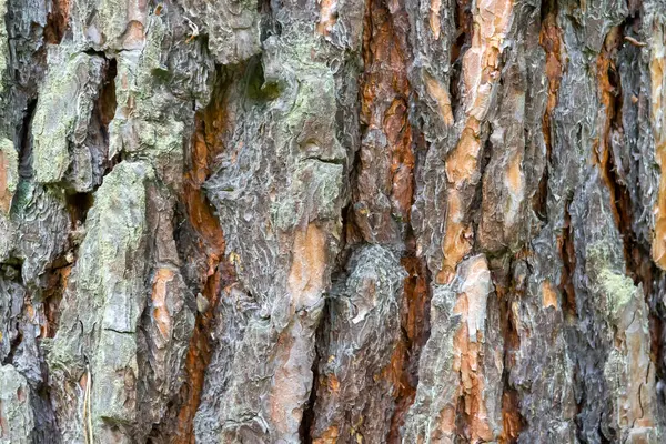 森の中の松の幹を背景に — ストック写真