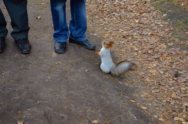 다람쥐는 공원에 사람들에게 먹이를 달라고 — 스톡 사진