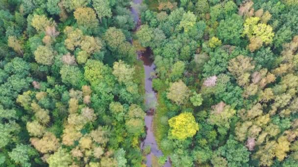 Widok z góry na dół przelatujący nad krętą rzeką przepływającą przez zielony las — Wideo stockowe