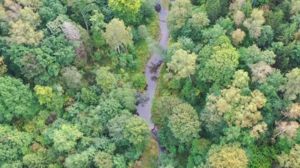 Vista aérea de arriba hacia abajo volando a lo largo del sinuoso río que fluye a través del bosque verde — Vídeo de stock