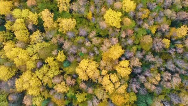 Z góry na dół widok latający nad żółtym i zielonym jesiennym lasem jesiennym — Wideo stockowe
