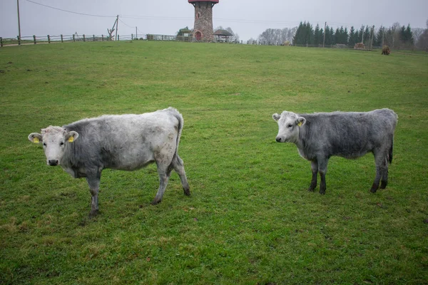 Yeşil çim tarlasında duran iki Letonya mavisi inek. Çiftlik geçmişi.