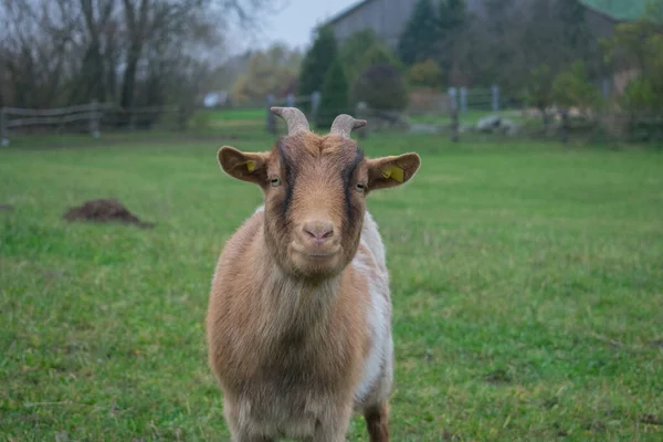 Beautiful Brown Domestic Goat Capra Hircus Looking Camera Green Farm — Stock Photo, Image