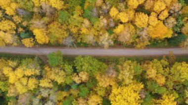 Sarı sonbahar ormanlarında çakıl yolu boyunca uçan tepeden aşağı hava manzarası.