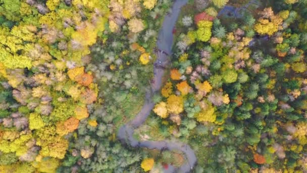 공중에서 아래쪽을 보면 꼬불꼬불 한황야 나무숲을 가로지르며 흐르는 강을 따라 날으는 모습 — 비디오