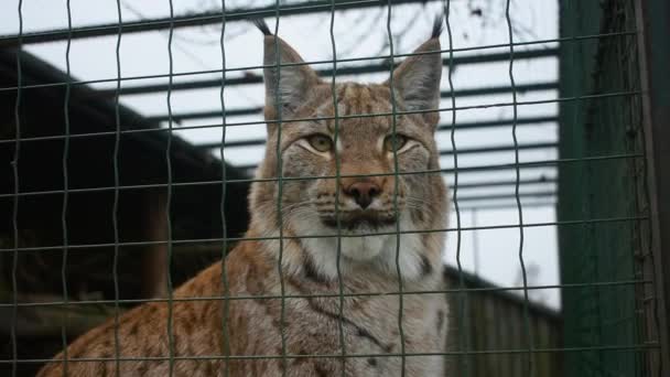 Eurasiatisk lodjur (Lynx lodjur) bakom buren rutnät ser sig omkring — Stockvideo