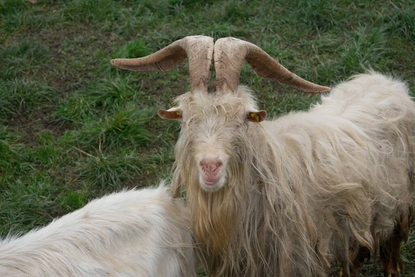 Домашний Козел Кличке Капра Capra Hircus Смотрит Камеру Зеленый Фон — стоковое фото