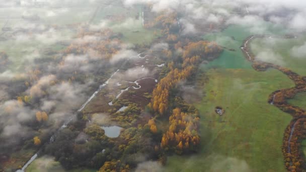 Plano aéreo volando sobre el bosque de otoño amarillo dorado y los lagos de agua humedal. Mañana sobre nubes y niebla — Vídeo de stock