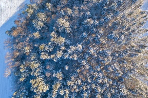 Aerial Top View Snow Covered Spruce Tree Forest Winter — Stock Photo, Image