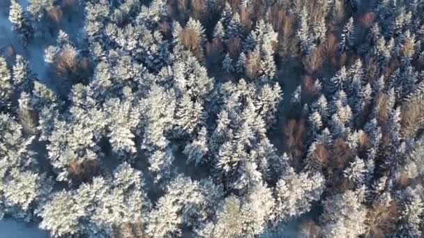 Luftbild fliegt über schneebedeckten Bäumen Wald — Stockvideo