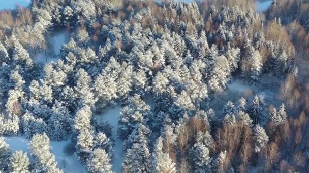 Vista aerea volando sopra alberi ricoperti di neve foresta — Video Stock