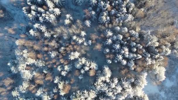 Góra powietrza w dół strzał latający nad śniegiem pokryte świerk drzewo las w zimie — Wideo stockowe