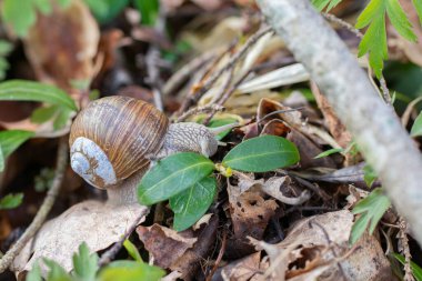 Burgundy salyangozu (Helix pomatia) ormanda sürünüyor