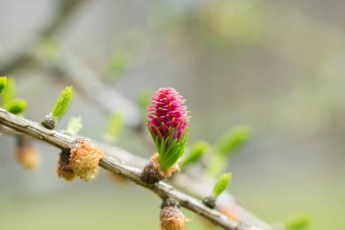 Red blooming cone of european larch tree (Larix decidua) on a branch with fresh green needles at spring clipart