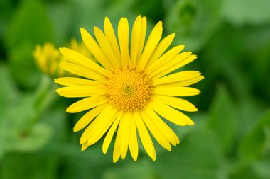 Sarı leopar felaketi (Doronicum orientale) yeşil arka planlı çiçek