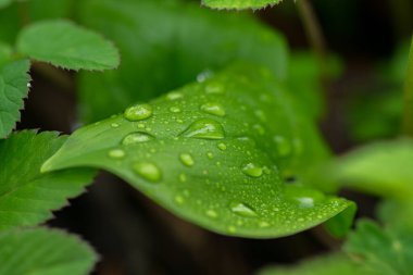 Ormanda yeşil yaprak üzerine küçük yağmur damlaları