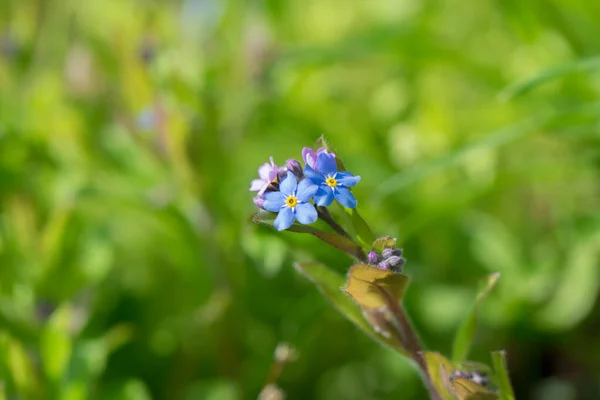Blue True Forget Myosotis Scorpioides Blüten Mit Grünem Hintergrund — Stockfoto