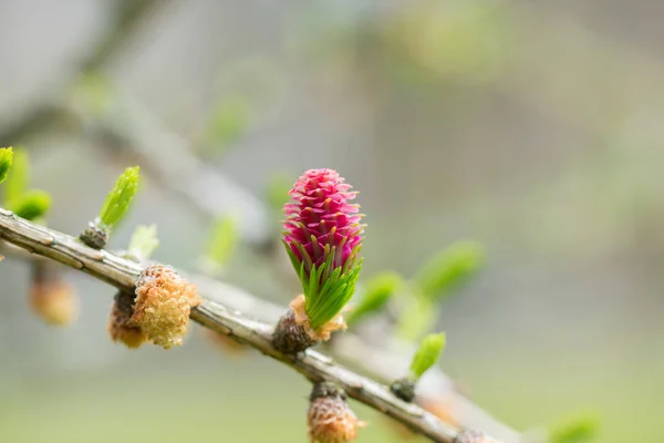 Cone Florescente Vermelho Larício Europeu Larix Decidua Ramo Com Agulhas — Fotografia de Stock