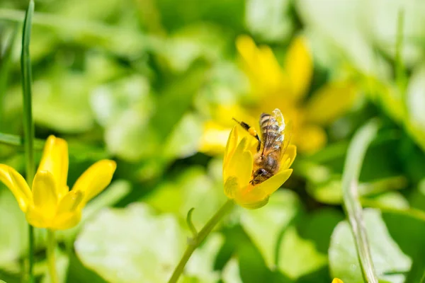 Una Abeja Melífera Una Celidonia Menor Amarilla Ficaria Verna Recoge — Foto de Stock