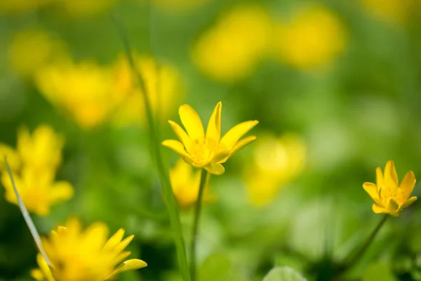 美丽的黄色小西兰丹 Ficaria Verna 花在绿草中 — 图库照片