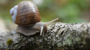 Macro, ormanda bruch üzerinde sürünen bordo salyangoz (Helix pomatia) yakın çekim