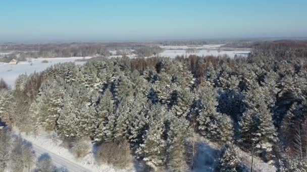 Вид з повітря, що літає над снігом, покритий зимовим пейзажем з лісом — стокове відео