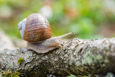 Burgundy salyangozu (Helix pomatia) ormanda dalda sürünüyor