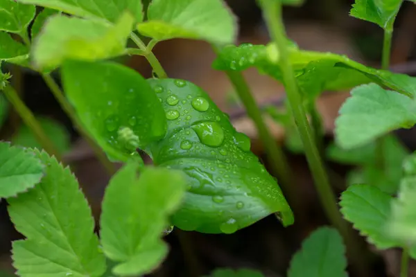 Small Raindrops Green Leaf Forest — Stock Photo, Image