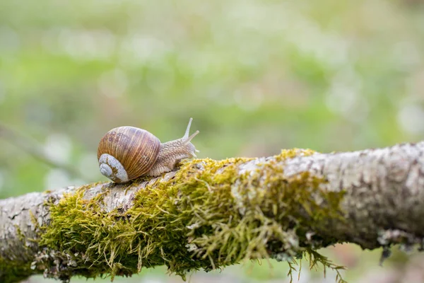 Caracol Borgoña Helix Pomatia Arrastrándose Sobre Una Rama Bosque — Foto de Stock