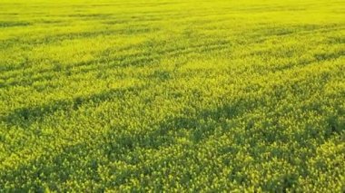 Sarı kolza tohumu kanola tarlasında uçan havadan çekim.