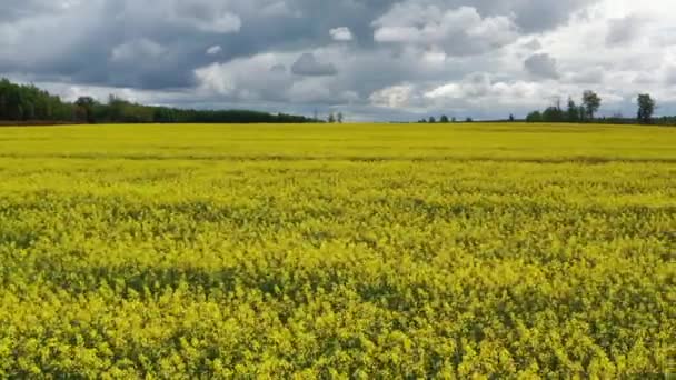 Disparo aéreo volando a lo largo del floreciente campo de colza amarilla. Nublado, cielo nublado en el fondo — Vídeos de Stock